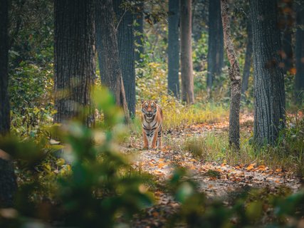 Nepal Gruppenreise - Tigerbeobachtung mitten im Dschungel