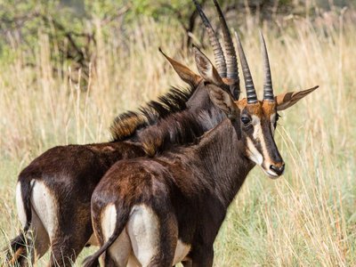 Zwei Rappenantilopen in hohem Grass - Namibia Highlights