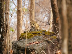 Leopard im Pench Nationalpark auf einem Felsen