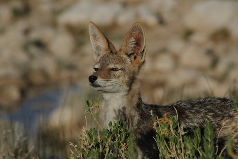 Namibia 2 Wochen Rundreise