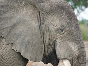 Elefant in Botswana in Nahaufnahme