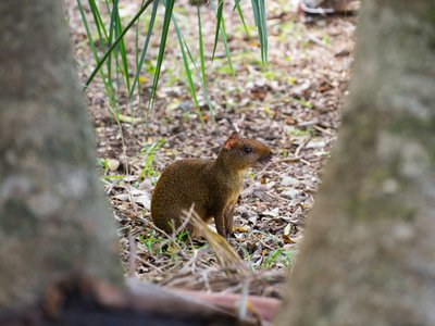 Aguti im Wald - Guadeloupe & Dominica Highlights