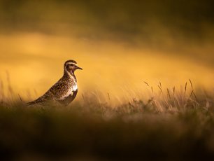 Goldregenpfeifer in warmen Licht