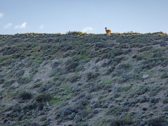 Puma beobachtet Guanaco