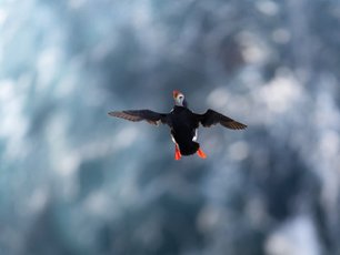 Papageitaucher im Flug vor blauem Hintergrund