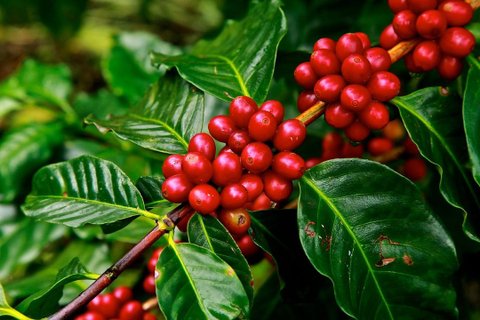 Costa Rica 2 Wochen Gruppenreise - Kaffeefrüchte