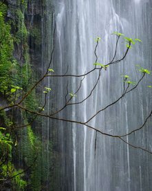 Auschnitt von einem Wasserfall in grünem Dickicht