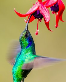 Costa Rica Veilchenohrkolibri