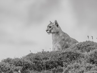 Pumaportrait in schwarzweiß