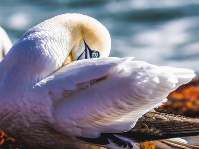 Basstölpel putzt seine Gefieder