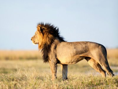 Löwe seht majestätisch da - Südafrika Highlights