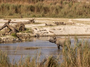 Panzernashorn durchquert flachen Fluss