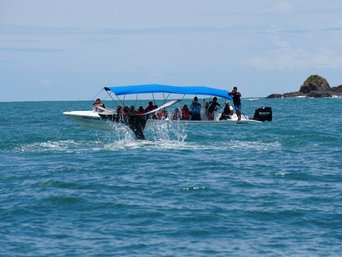 Menschen auf einem Boot beobachten einen Wal