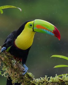 Costa Rica Reise - Faultier Tour