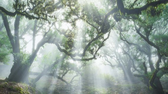 Verwunschener Wald, bei dem Lichtstrahlen durch alte Bäume fallen. 