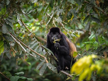 fotoreise costa rica - brüllaffe