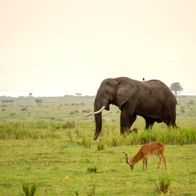 Grüne Weite im Murchinsonfalls Nationalpark durch die ein Elefant läuft