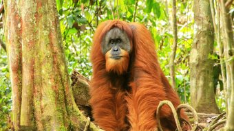 Wilder Orang-Utan im Dschungel