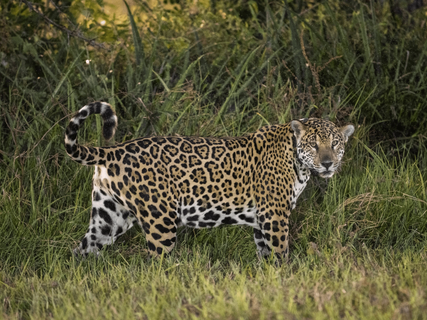 Gruppenreise Brasilien - Jaguar auf Wiese