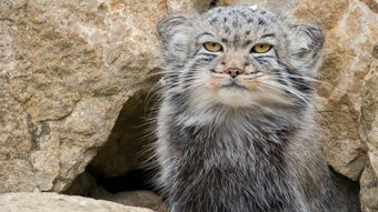 Pallas Katze zwischen Felsen