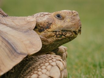Riesenschildkröte auf einer Wiese