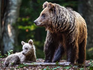 Bärenmutter mit ihrem Jungen