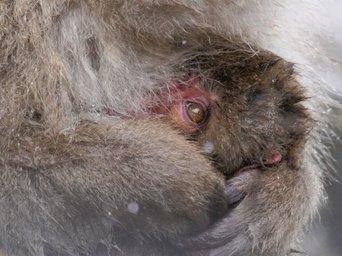 Schneeaffen Mutter mit rotem Gesicht beschützt ihr Baby vor dem Schnee