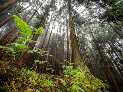 Waldterceira - Azoren Inselhopping