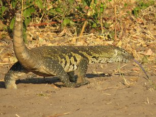 Nilwaran in Botswana in Nahaufnahme