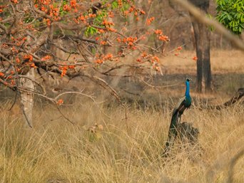 Blauer Pfau unter einem rot blühenden Baum