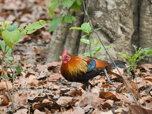 Bankivahuhn scharrt in Laub