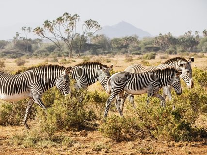 ???????????????????????????????????????????????????????????????? Group of Grevy’s zebras in Samburu national reserve, North Kenya