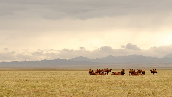 Mongolei Rundreise - kamele aud Land