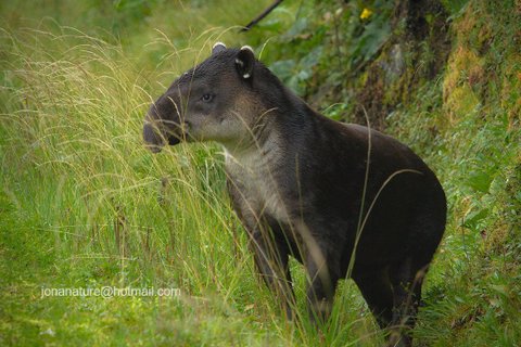 Costa Rica Wanderreise - Tapir