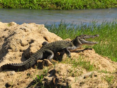 Tiere in Sri Lanka: Krokodil mit geöffnetem Maul in Sri Lanka