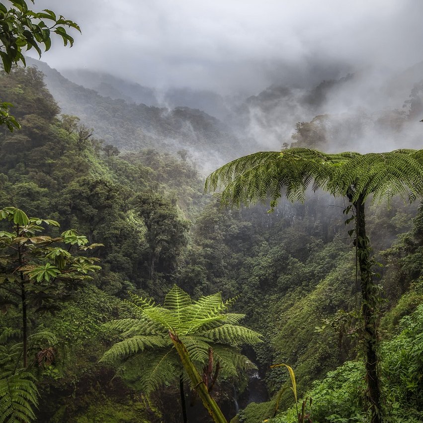 Costa Rica Pflanzen und Nebel im Regenwald