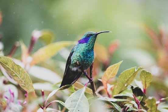 Schillernder Kolibri auf einem Ast