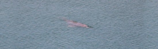 Der Gangesdelfin mit dem Rücken an der Wasseroberfläche