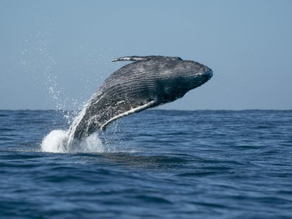 ?????????????????????????????????????????????????????????????????????????????????????????????????????????? humpback whale breaching in cabo san lucas baja california sur mexico pacific ocean jumping out of the sea