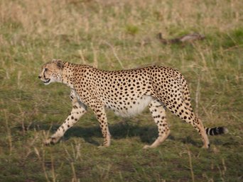 Ein Gepard in Tansania von nahem.