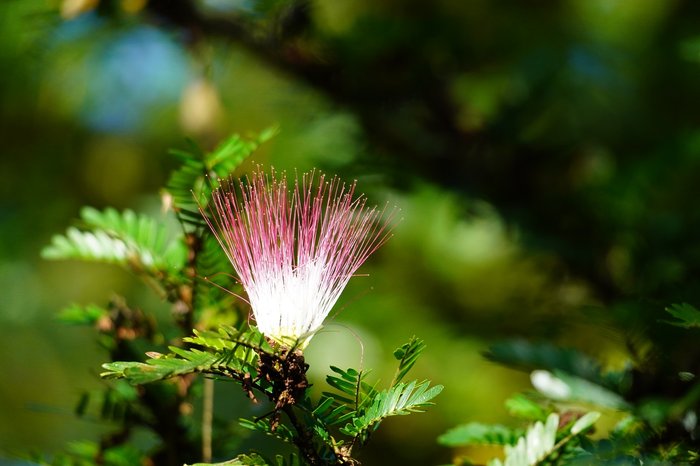 Pinke Blüte an einem Baum