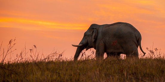 Ein Elefant läuft im Sonnenuntergang auf einer Anhöhe