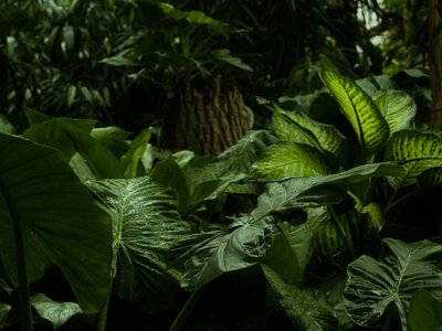 Grüne Blätter im Regenwald - Nicaragua Highlights