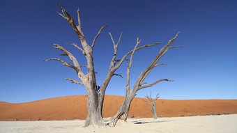 Abgestorbener Baum in der roten Wüste Namibias