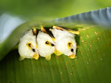 fotoreise costa rica - Fledermäuse
