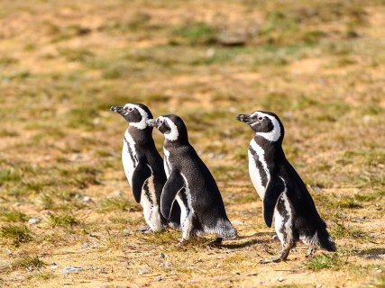Patagonien Rundreise Selbstfahrer - Drei Magellan Pinguine stehen auf trockenem Grasboden und blicken nach links