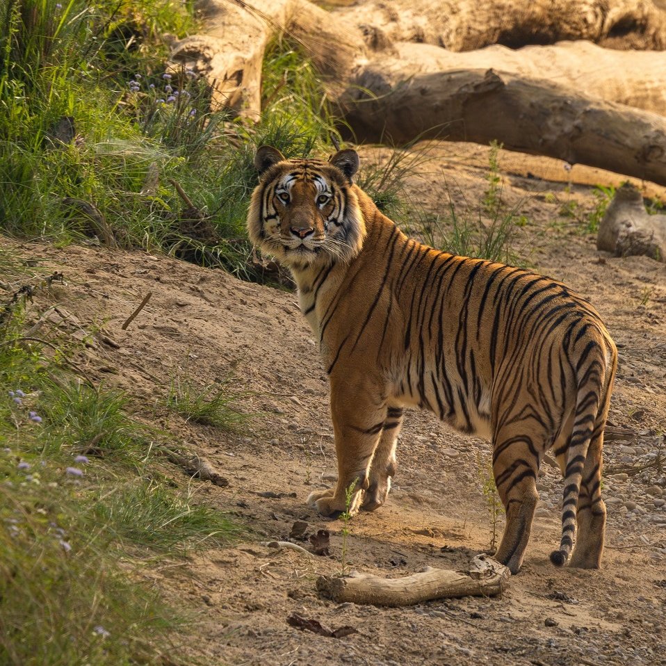 Tiger schaut in kamera