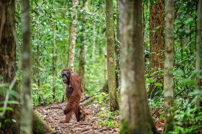 Wilder Orang-Utan läuft aufrecht im Dschungel