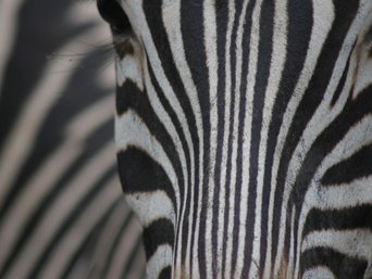 Nahaufnahme von einem Zebra Kopf.