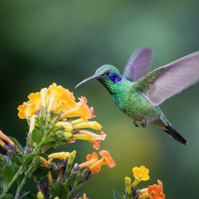 Kolibri fliegt vor einer Blume